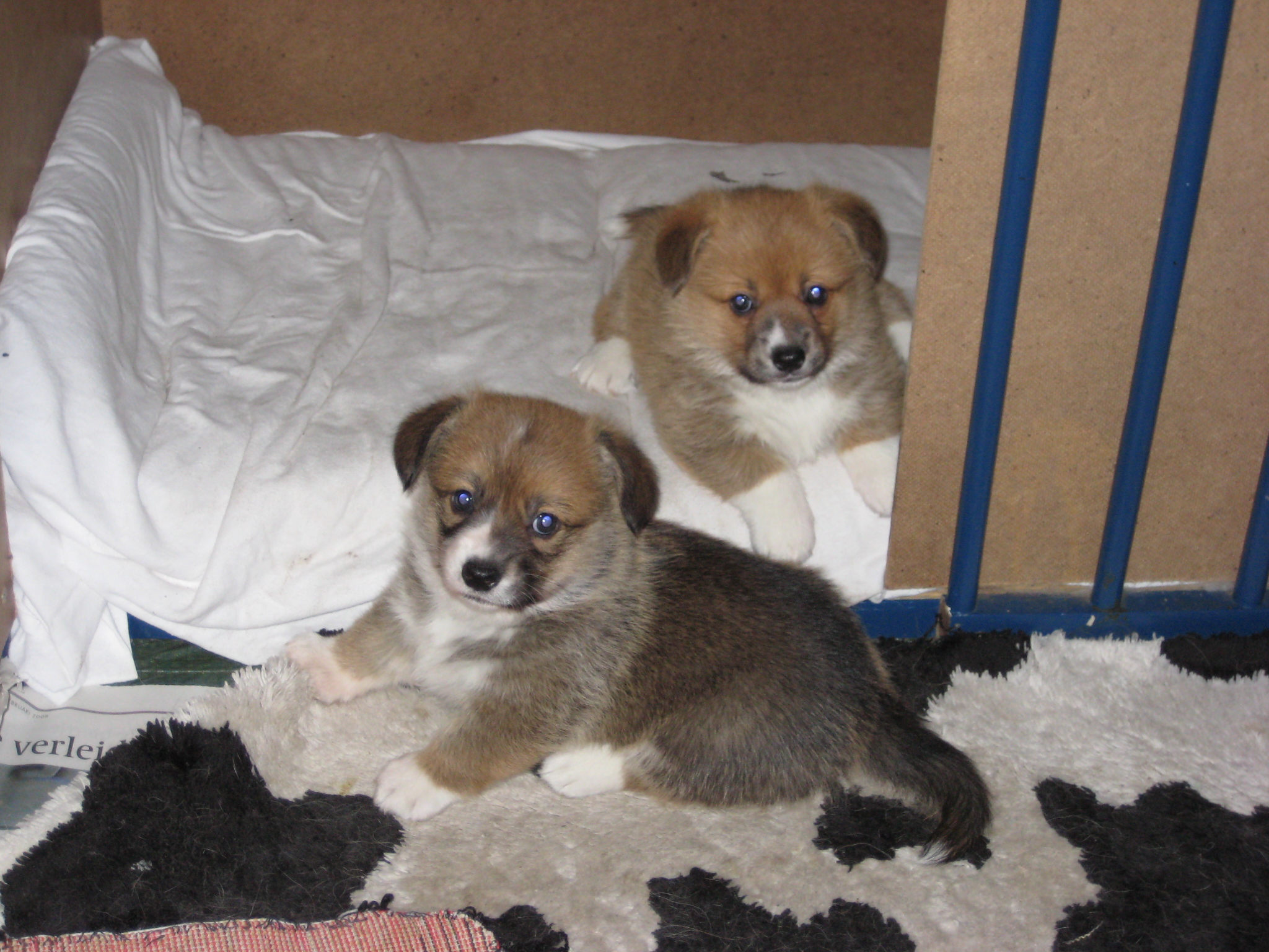 Puppy's